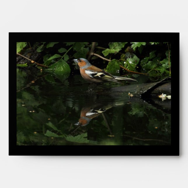 Fringilla coelebs envelope (Front)