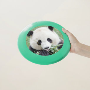 Frisbee Photo giant panda , animals 0170.