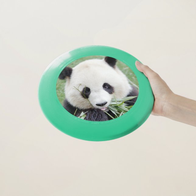 Frisbee Photo giant panda , animals 0170. (In Hand)