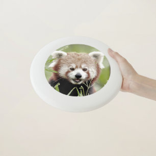 Frisbee Photo red panda , animals 0264.