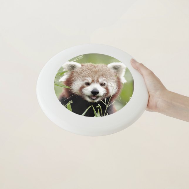 Frisbee Photo red panda , animals 0264. (In Hand)