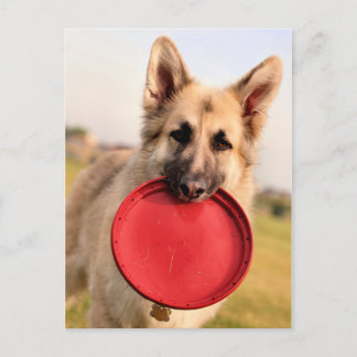 Frisbee Postcard