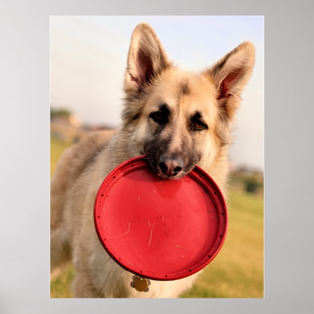 Frisbee Poster (Front)