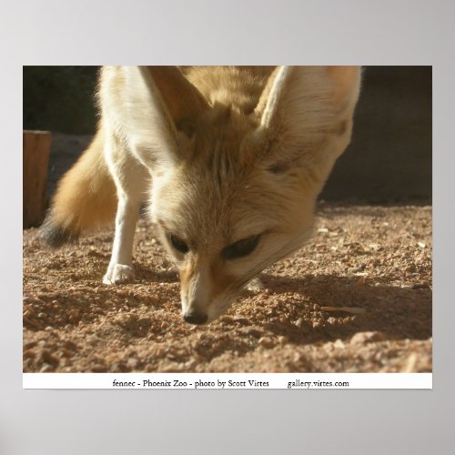 Frisky fennec poster