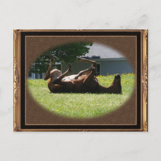 Frisky Foal ~ postcard