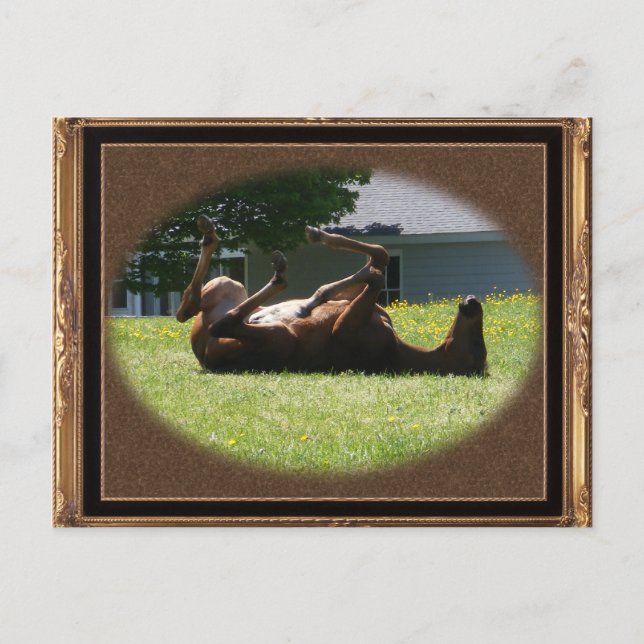 Frisky Foal ~ postcard (Front)