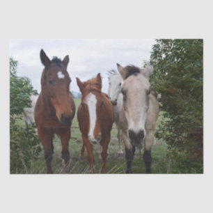 Frisky Hair: Delightful Horse Troubles, Tissue Paper