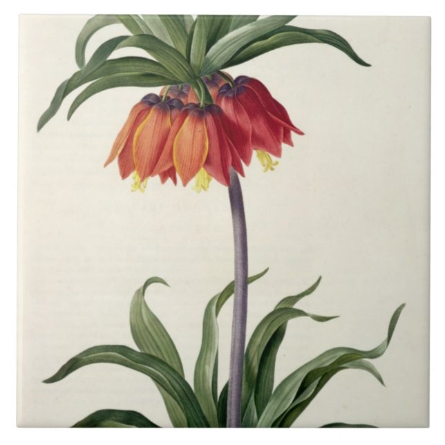 Fritillaria Imperialis from, `Les Lilacees', 1802- Tile (Front)