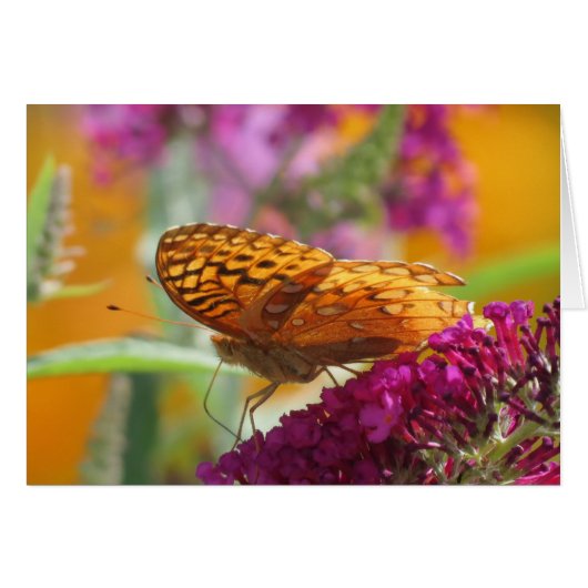Fritillary Colors - Butterfly (Front Horizontal)