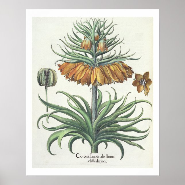 Fritillary: Corona Imperialis florum classe duplic Poster (Front)