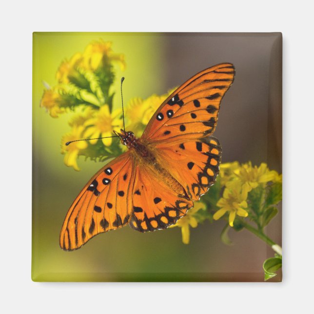 Fritillary Gulf Butterfly Gifts and Apparel Magnet (Front)