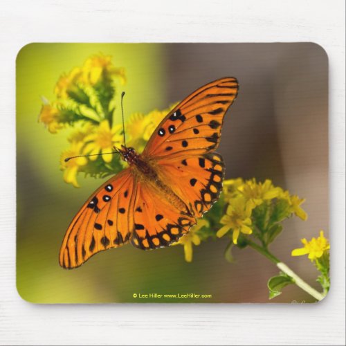 Fritillary Gulf Butterfly Gifts and Apparel Mouse Pad