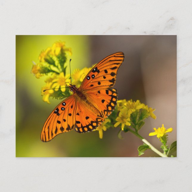 Fritillary Gulf Butterfly Gifts and Apparel Postcard (Front)