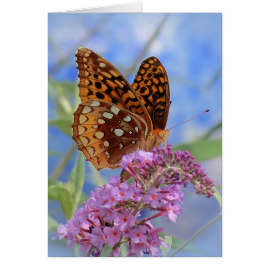 Fritillary on Blue - Butterfly Cards (Front)
