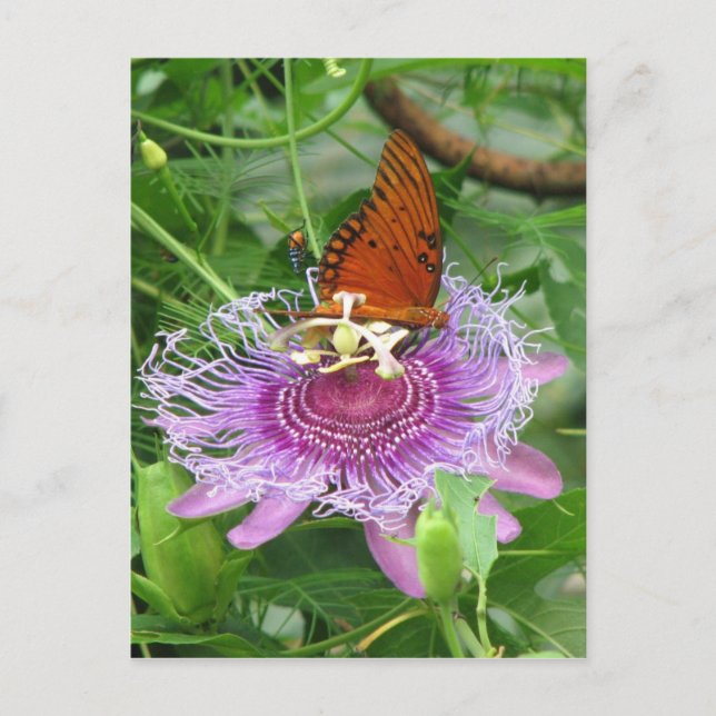 Fritillary & Passion Vine Postcard (Front)
