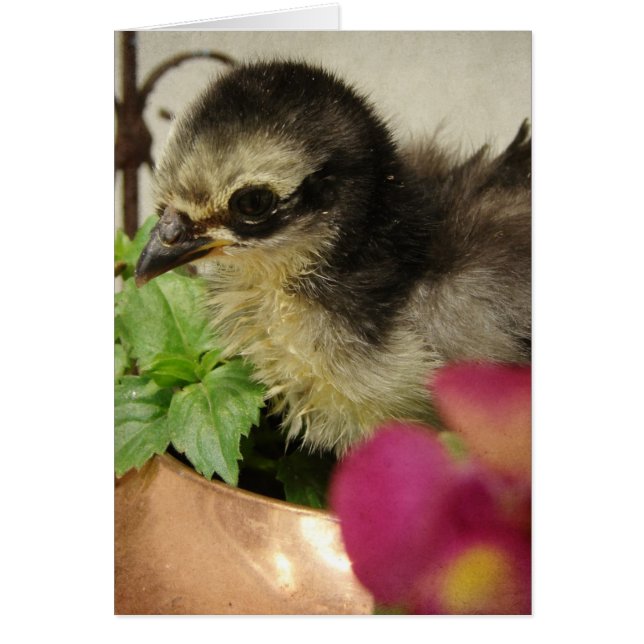 Frizzle Chick All Occasion Blank Greeting Cards (Front)