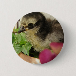 Frizzle Chick in Flowers Button
