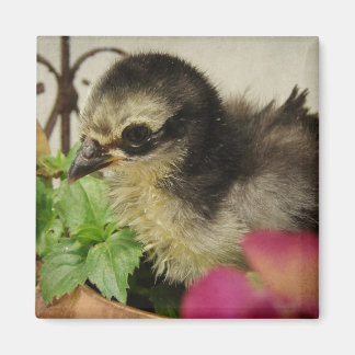 Frizzle Chick in Flowers Magnet