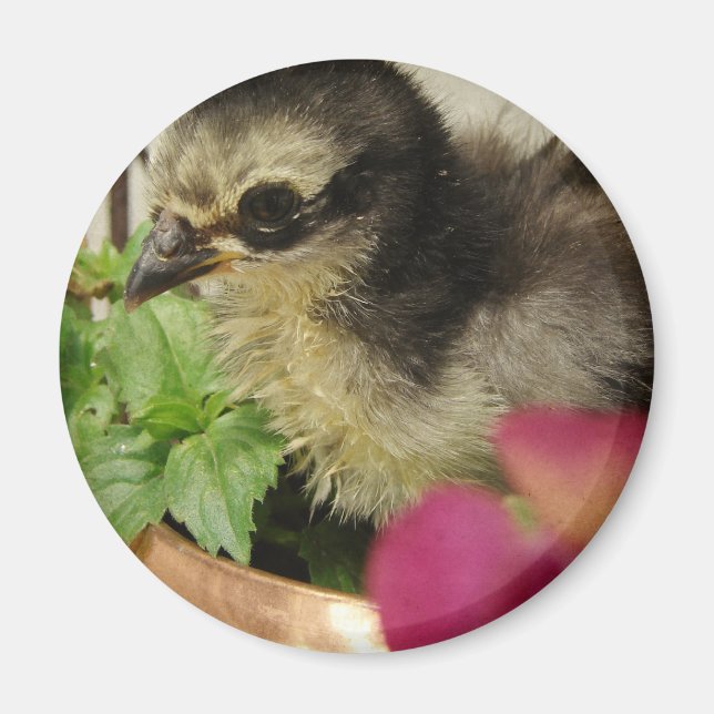 Frizzle Chick in Flowers Magnet (Front)