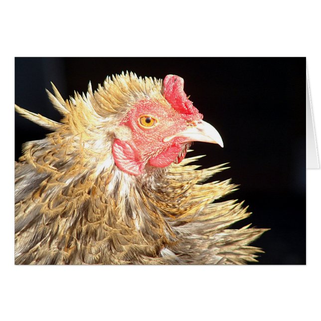 Frizzle Roo Cards (Front Horizontal)