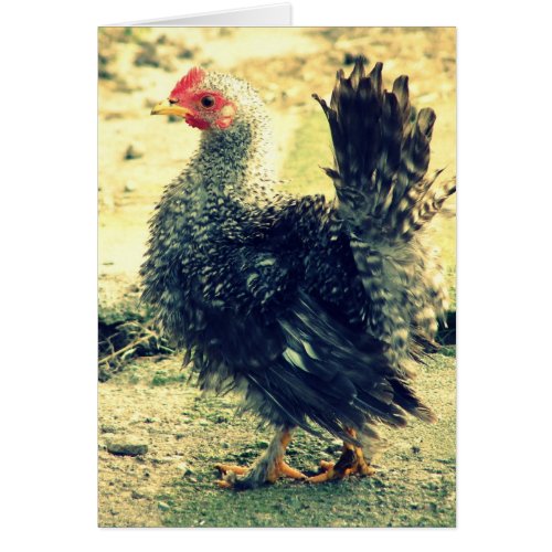 Frizzle Rooster All Occasion Blank Greeting Card