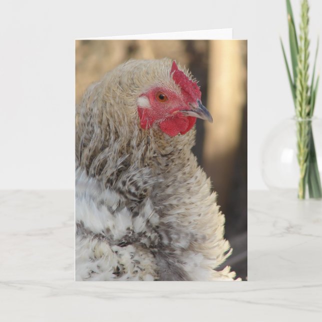 Frizzle Rooster All Occasions Blank Inside  Card (Front)