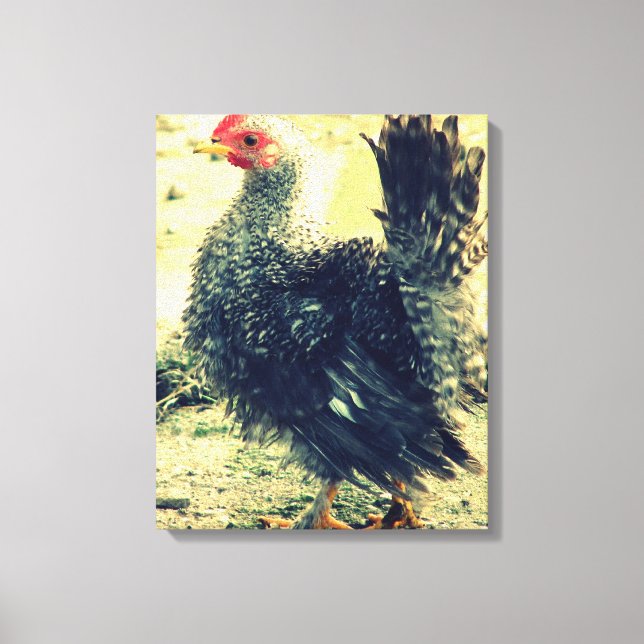 Frizzle Rooster Canvas Print (Front)