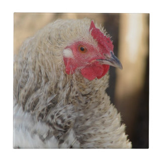 Frizzle Rooster Ceramic Tile