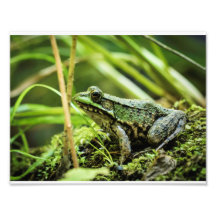 Frog 01