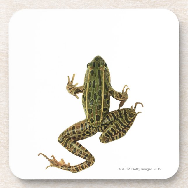 Frog 2 beverage coaster (Front)