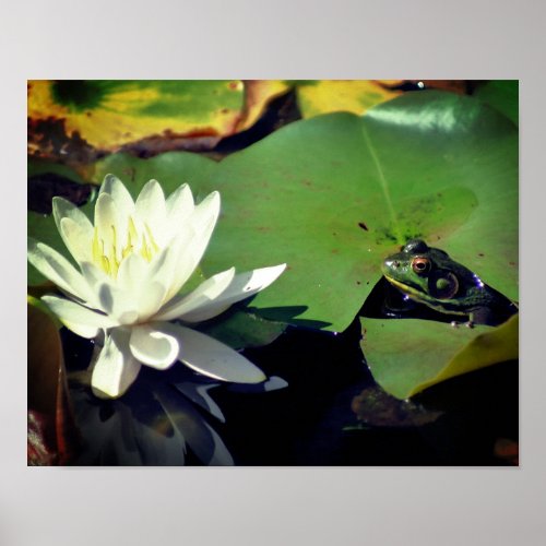 Frog Admiring Water Lily  Poster