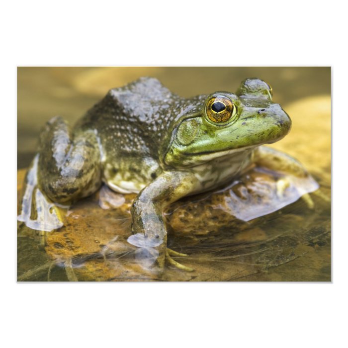 Frog along the Buffalo River, Mile 126 on the Photo Art