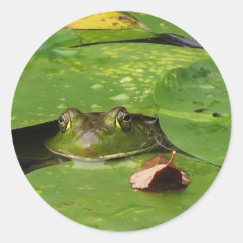 Frog And Lily Pads Classic Round Sticker by Bebops at Zazzle