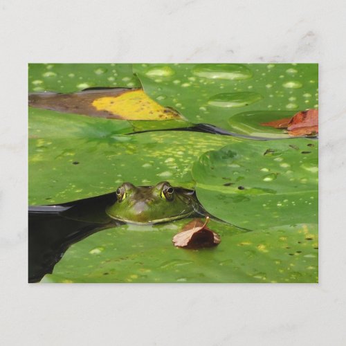 Frog and Lily Pads Postcard