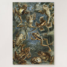 Frog and toad Ernst Haeckel vintage
