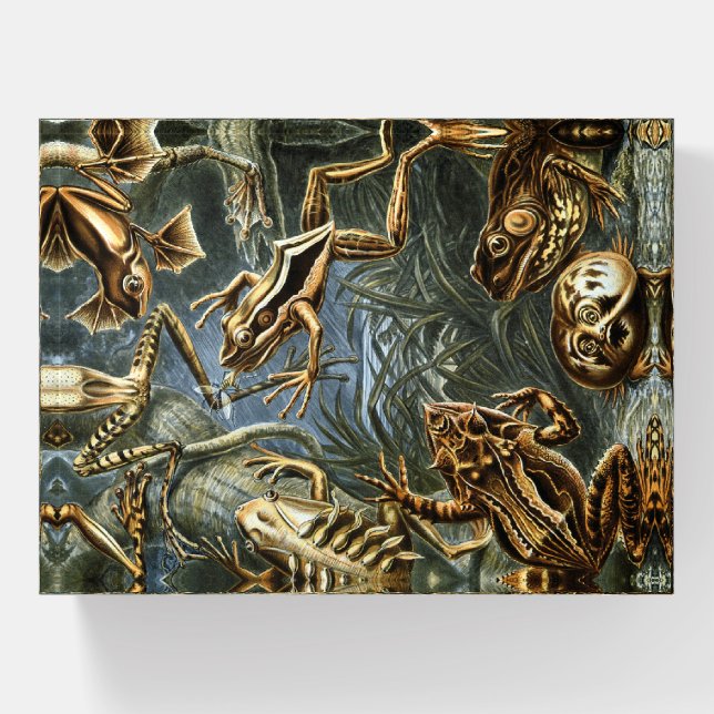 Frog and toad Ernst Haeckel vintage Paperweight (Front)