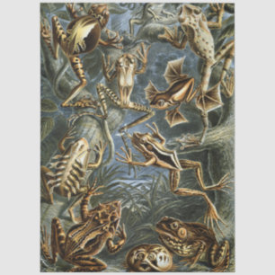 Frog and toad Ernst Haeckel vintage Tissue Paper