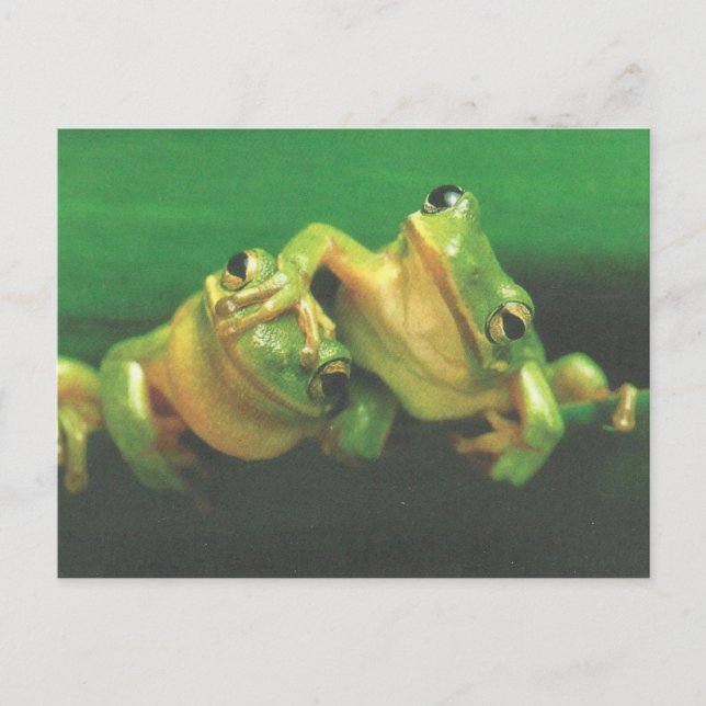 Frog Brothers Postcard (Front)