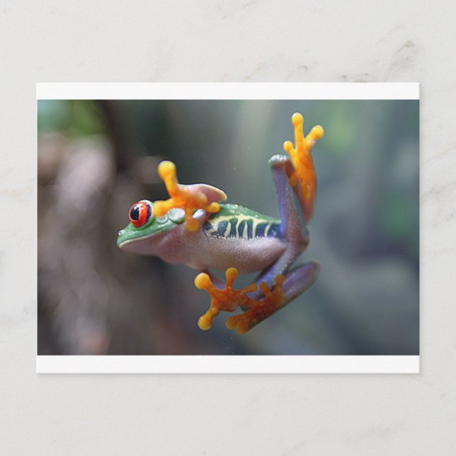 Frog by John Remar Jr. Postcard (Front)