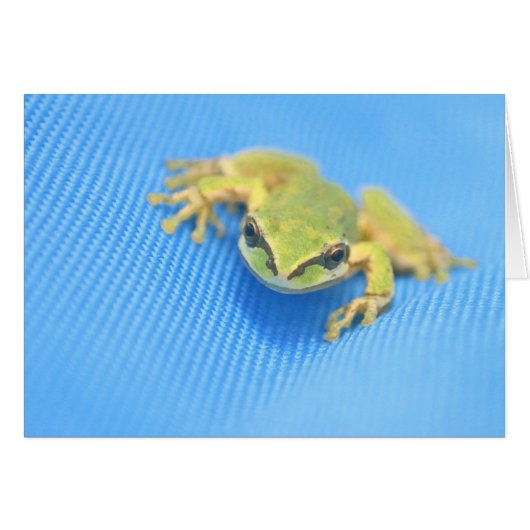 Frog Cards (Front Horizontal)