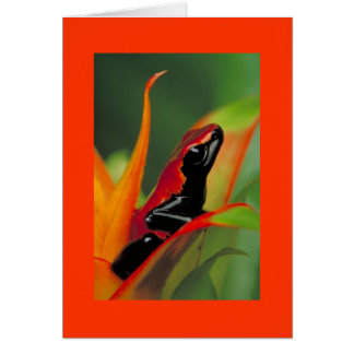 Frog Cards