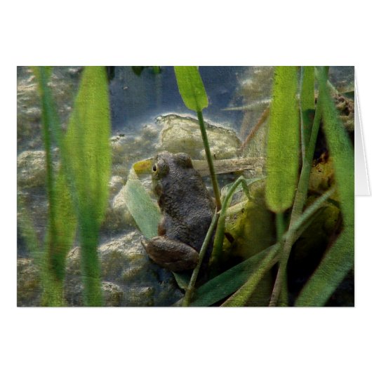 Frog Cards (Front Horizontal)