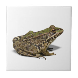 Frog Ceramic Tile