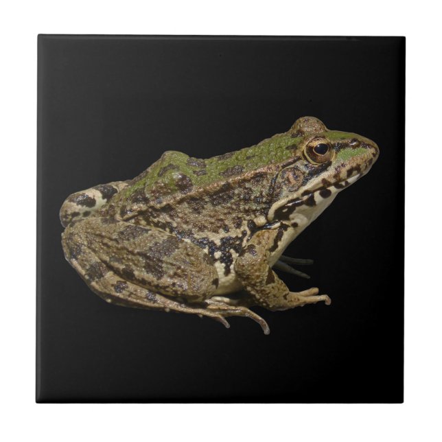Frog Ceramic Tile (Front)