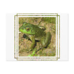 Frog Design Postcard