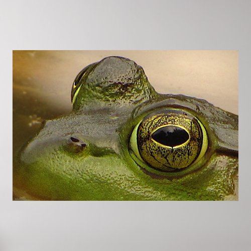 Frog Eye Poster