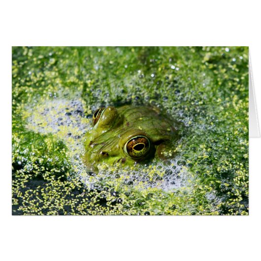 Frog Eyes (Front Horizontal)