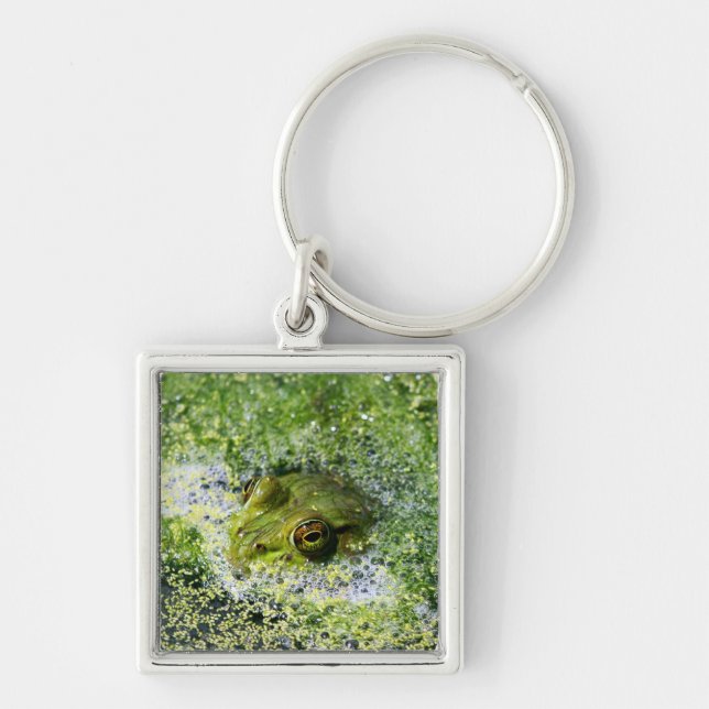 Frog Eyes in a Pond Keychain (Front)