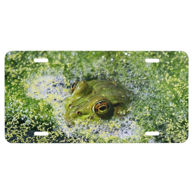 Frog Eyes in a Pond License Plate (Front)