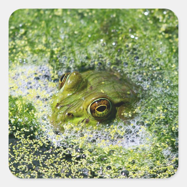 Frog Eyes in a Pond Square Sticker (Front)